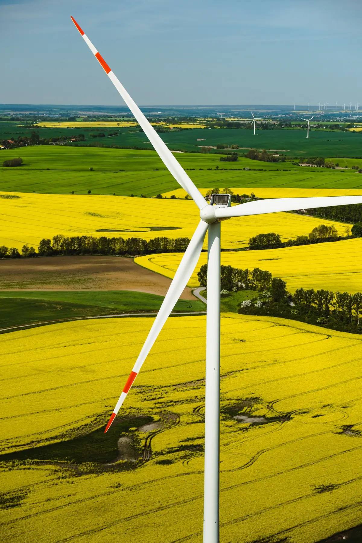 Turbina wiatrowa wśród pól rzepaku